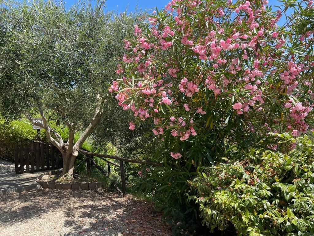 Agriturismo A Canonica Garlenda Ngoại thất bức ảnh