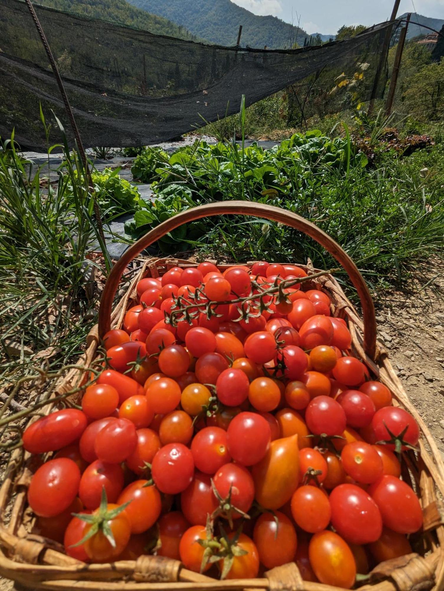 Agriturismo A Canonica Garlenda Ngoại thất bức ảnh
