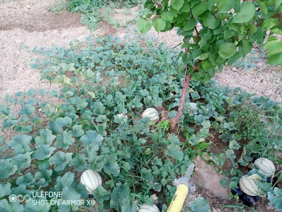 Agriturismo A Canonica Garlenda Ngoại thất bức ảnh