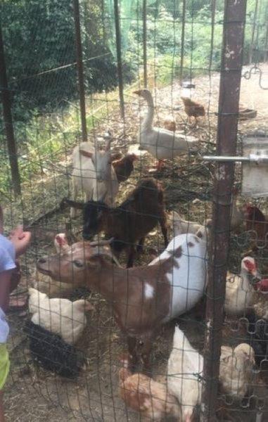 Agriturismo A Canonica Garlenda Ngoại thất bức ảnh